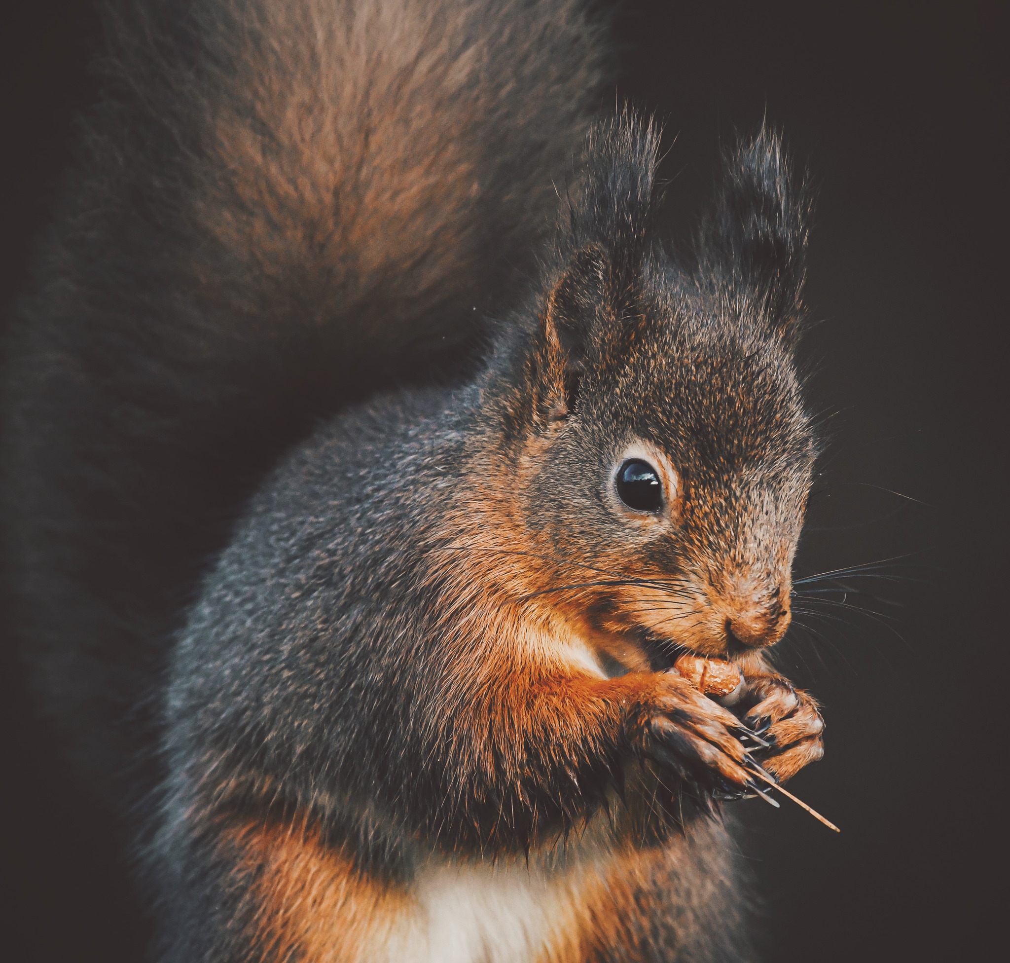 We just love... - Penrith and District Red Squirrel Group | Facebook