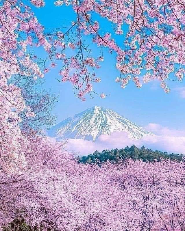 Springtime views of Mount Fuji in Japan