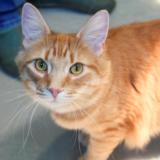 Kentucky Humane Society We Are Thrilled To Announce That We Are Now Offering Cat Training Services Training Isn T Just For Our Dogs Cats Can Learn Too They Can Also Have Behavior