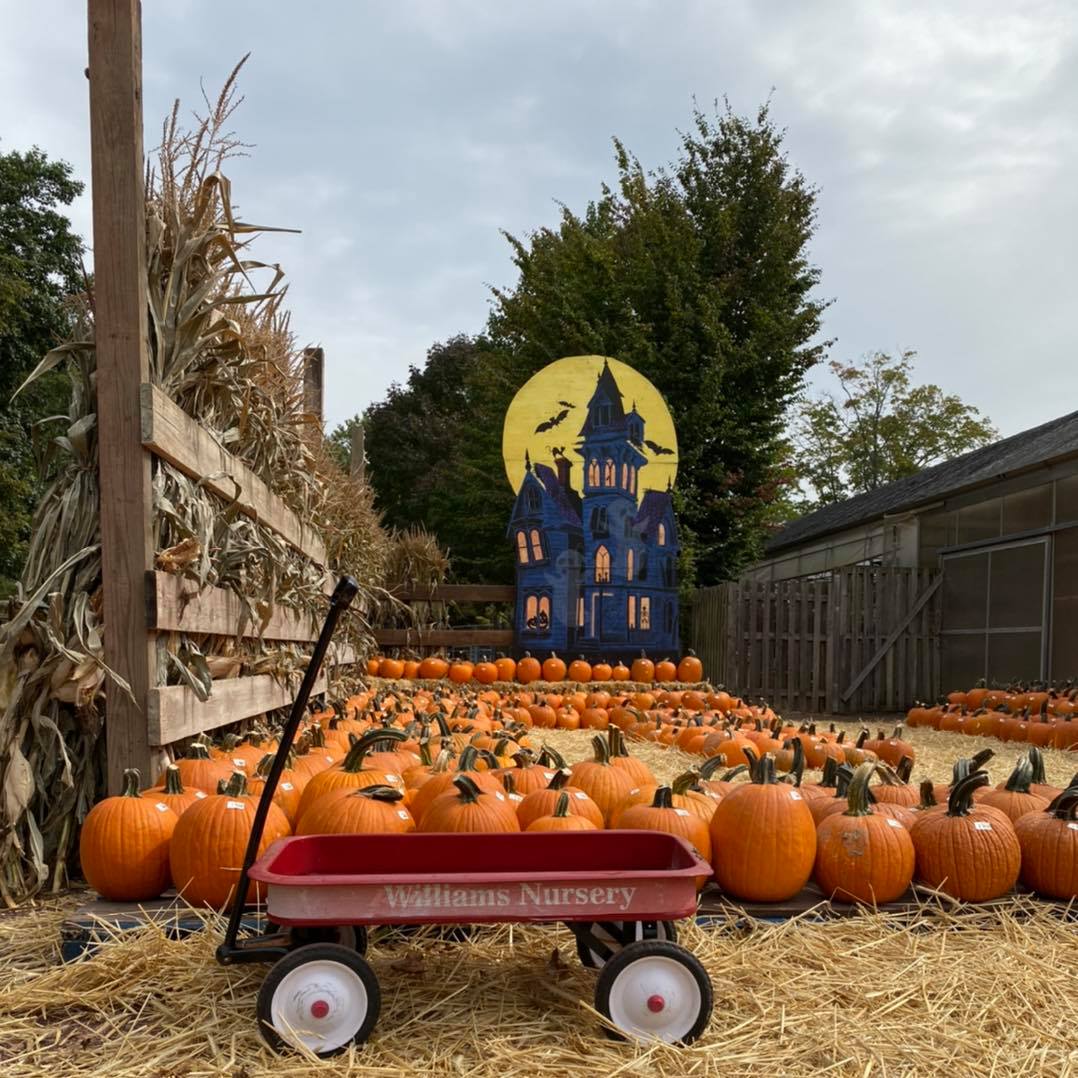 Our pumpkin patch is... - Williams Nursery of Westfield NJ | Facebook