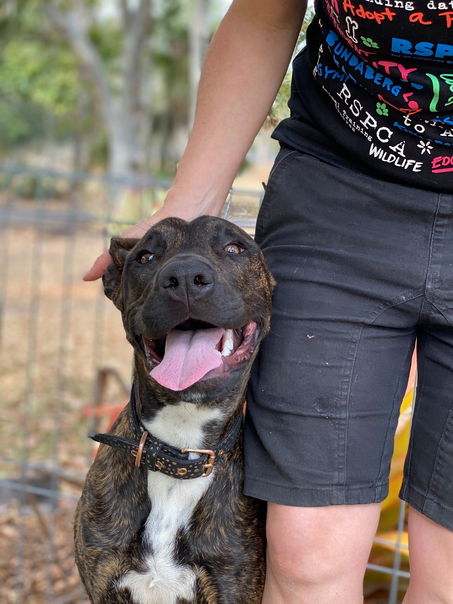 RSPCA QLD - Meet Skye 🌤 As a 7 month old Bull Arab mix,... | Facebook