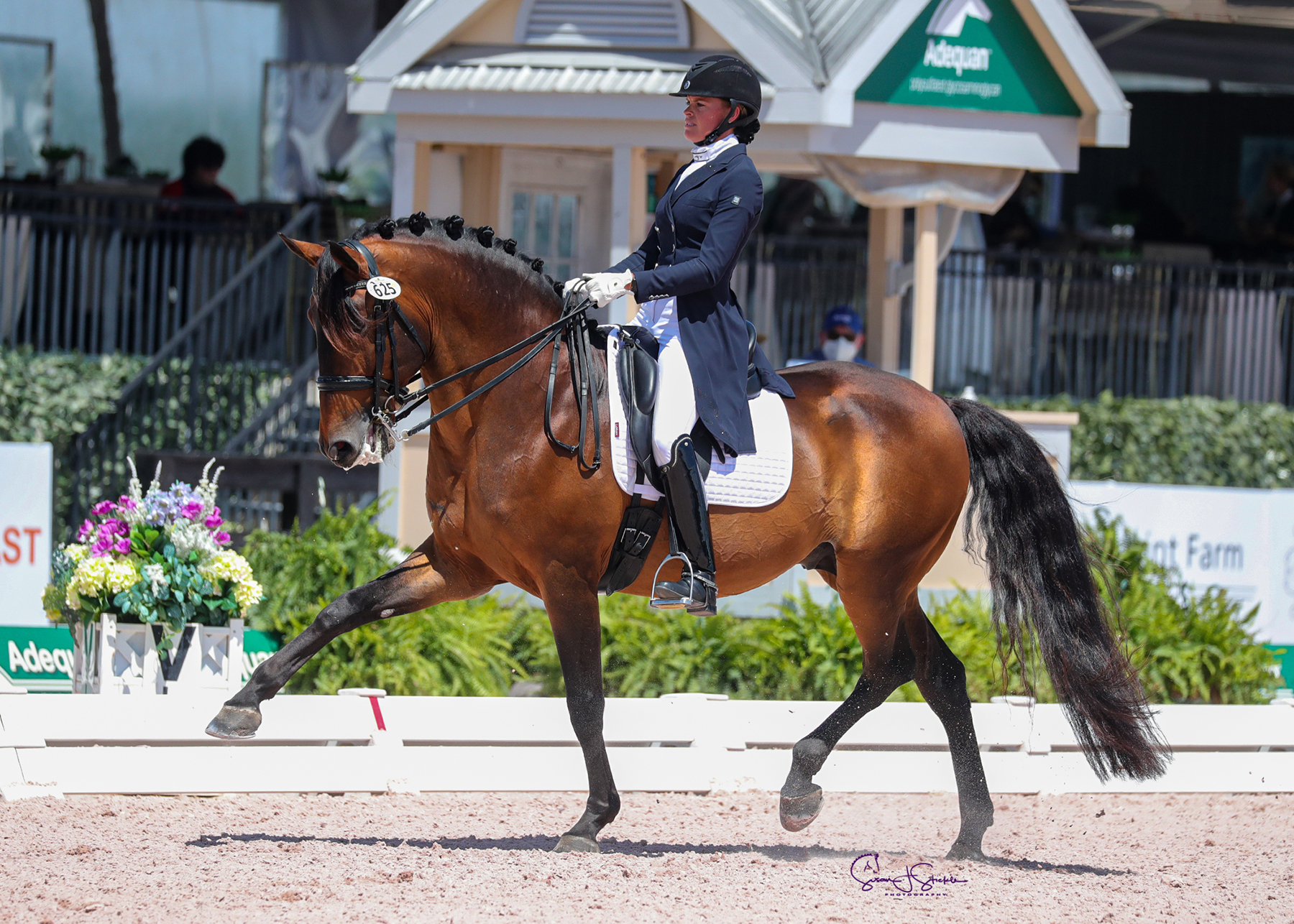 United - The powerful Lusitano! We are celebrating them as our February ...