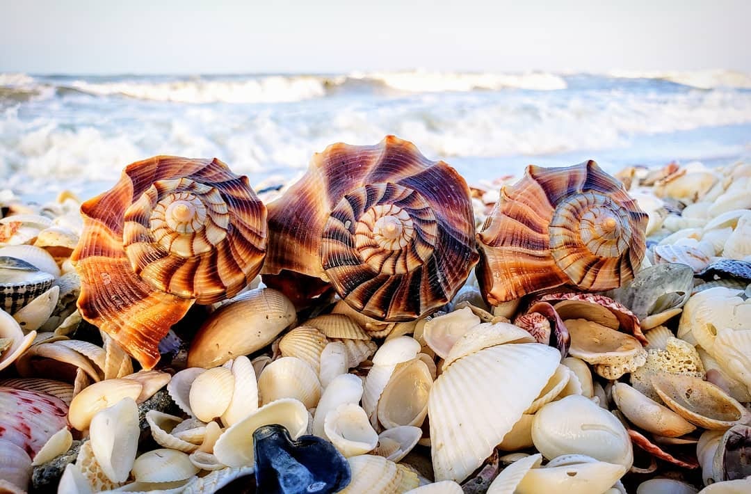 Did you know our beaches are considered... - Visit Fort Myers