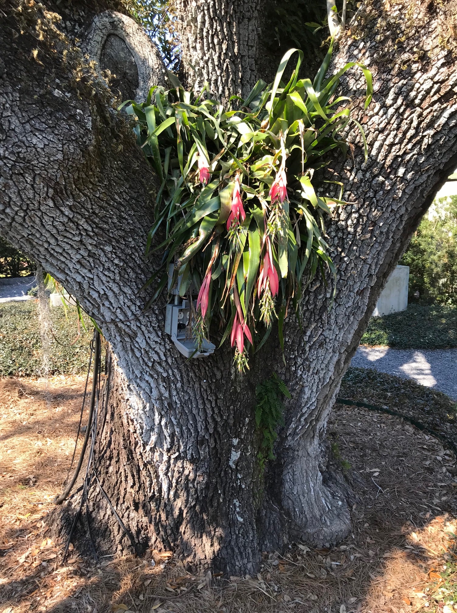 What is this freeze-tolerant Billbergia species in New Orleans?