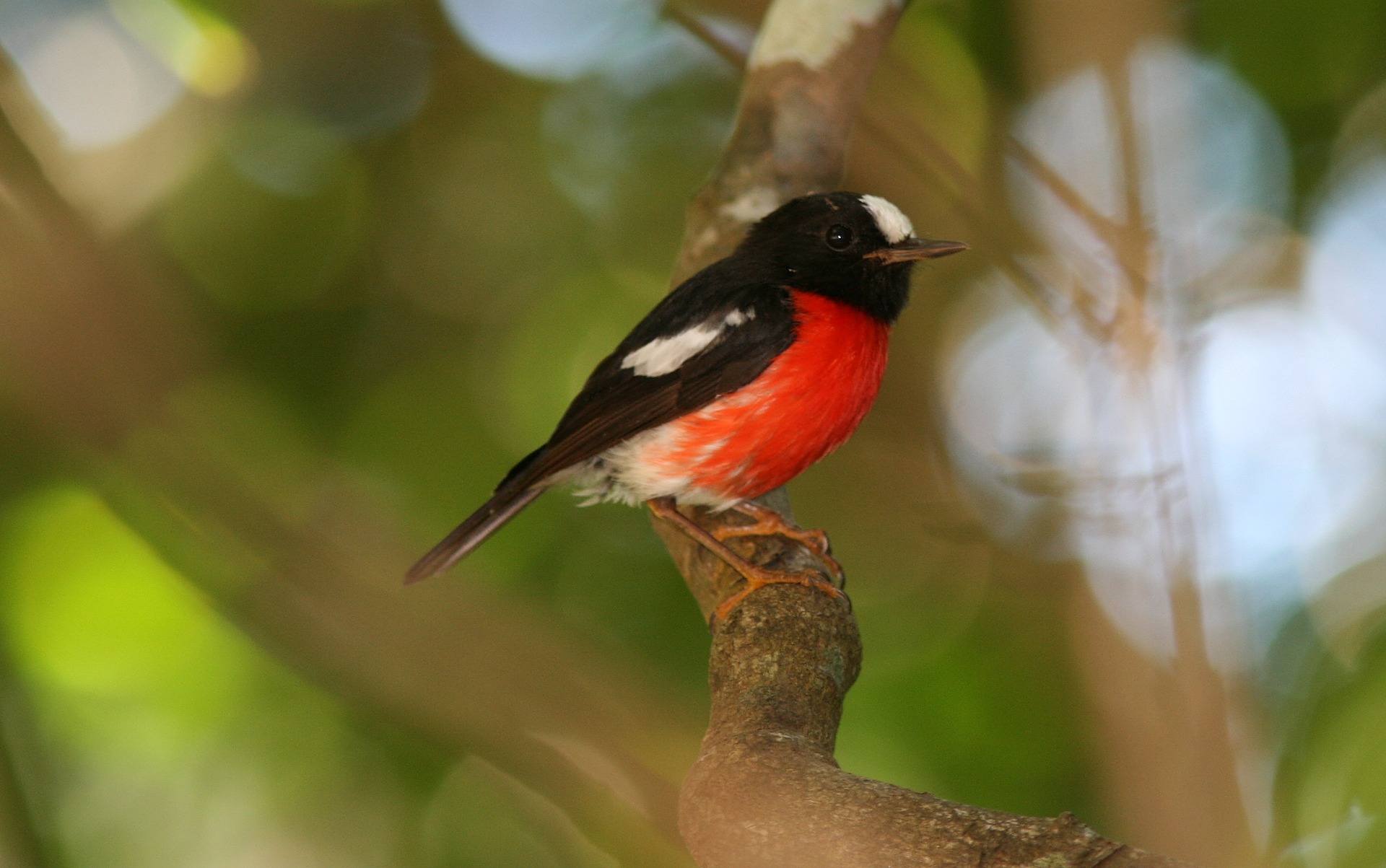 Norfolk Island National Park and Botanic Garden - The Norfolk Robin was ...