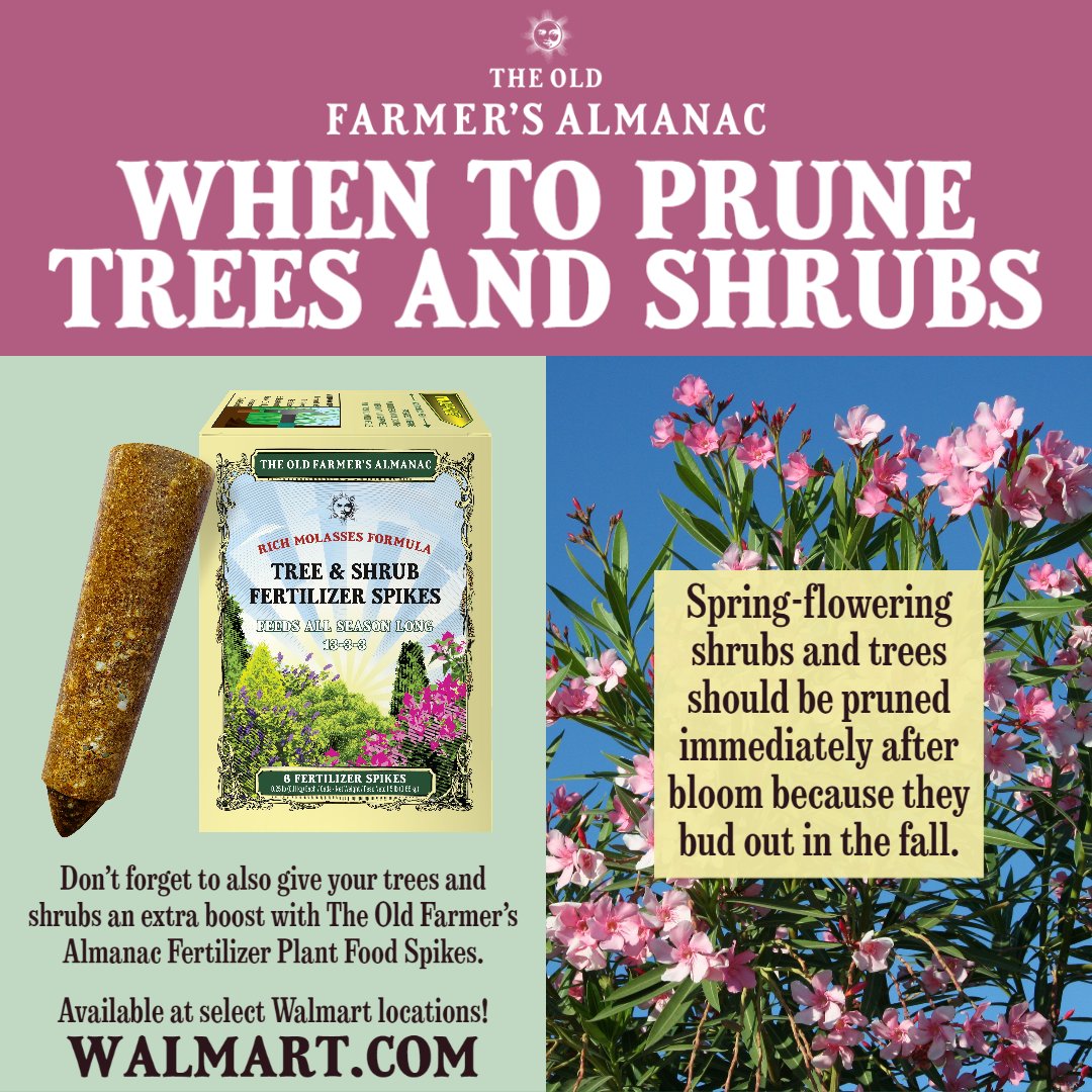 The Old - Trees and shrubs can benefit from pruning to improve their ...