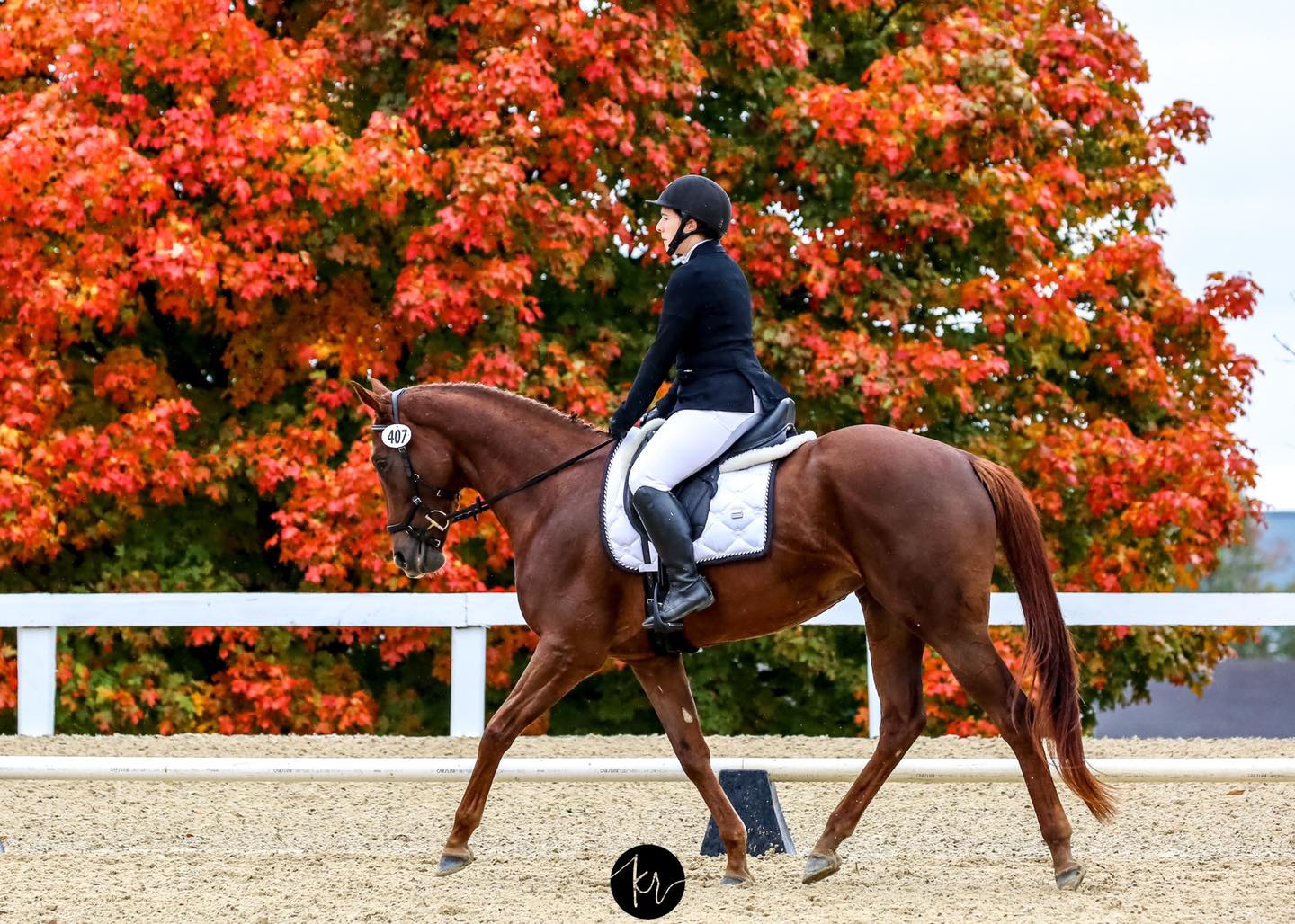 Susan Posner Dressage added a new... - Susan Posner Dressage
