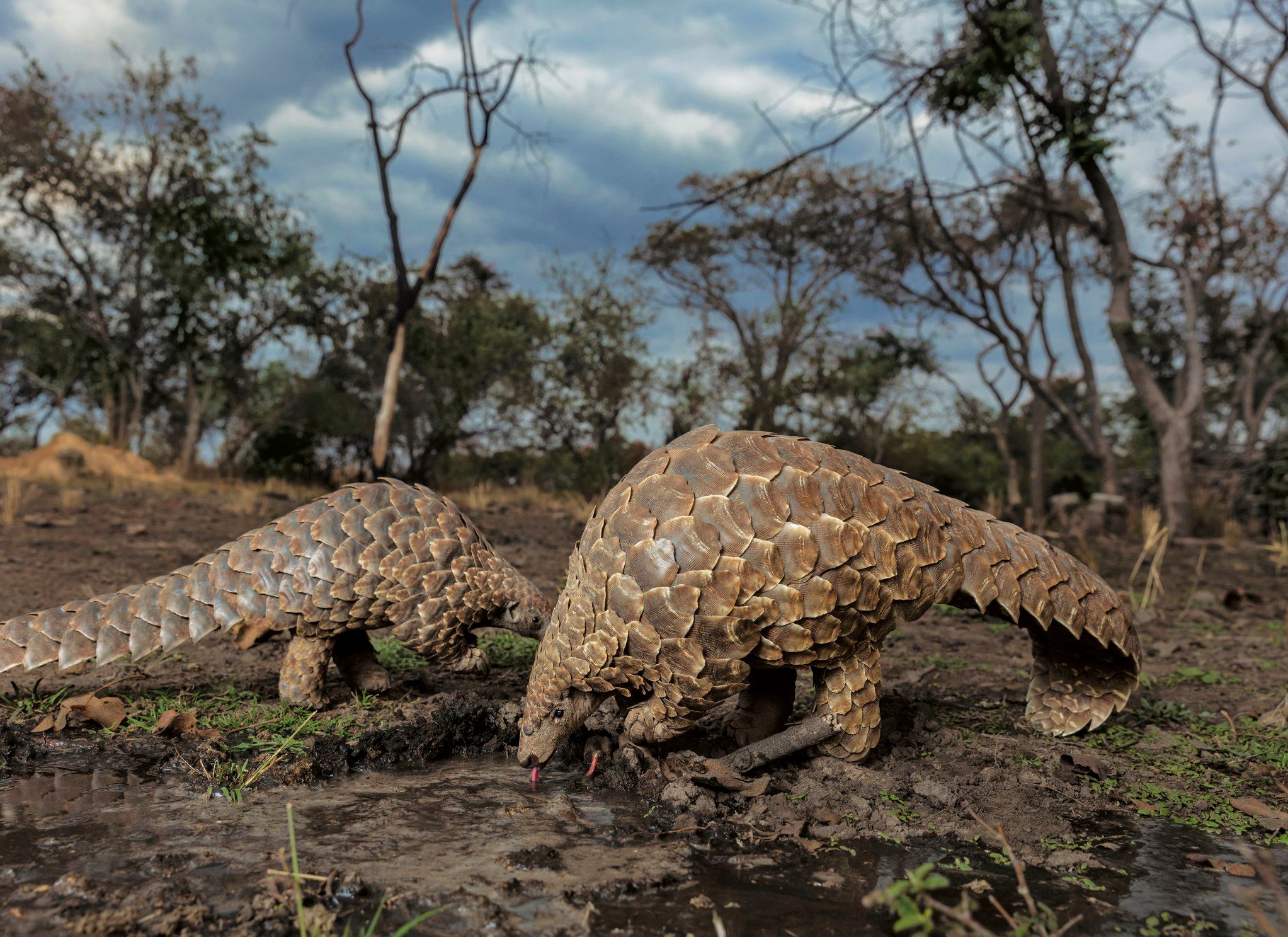 National - Temminck's ground pangolins drink from a puddle at a ...