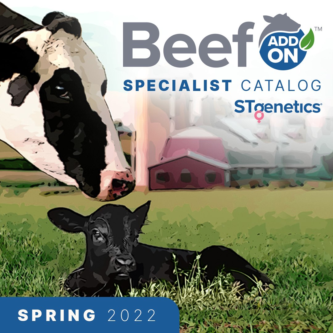 STgenetics - The missing piece to complete your dairy strategy 🥩 The ...