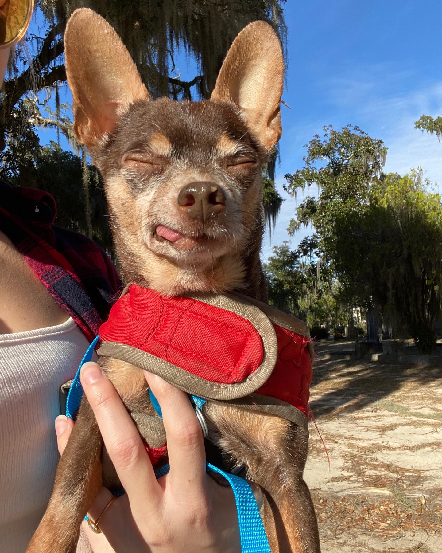 Meet Sam and... - Humane Society for Greater Savannah | Facebook