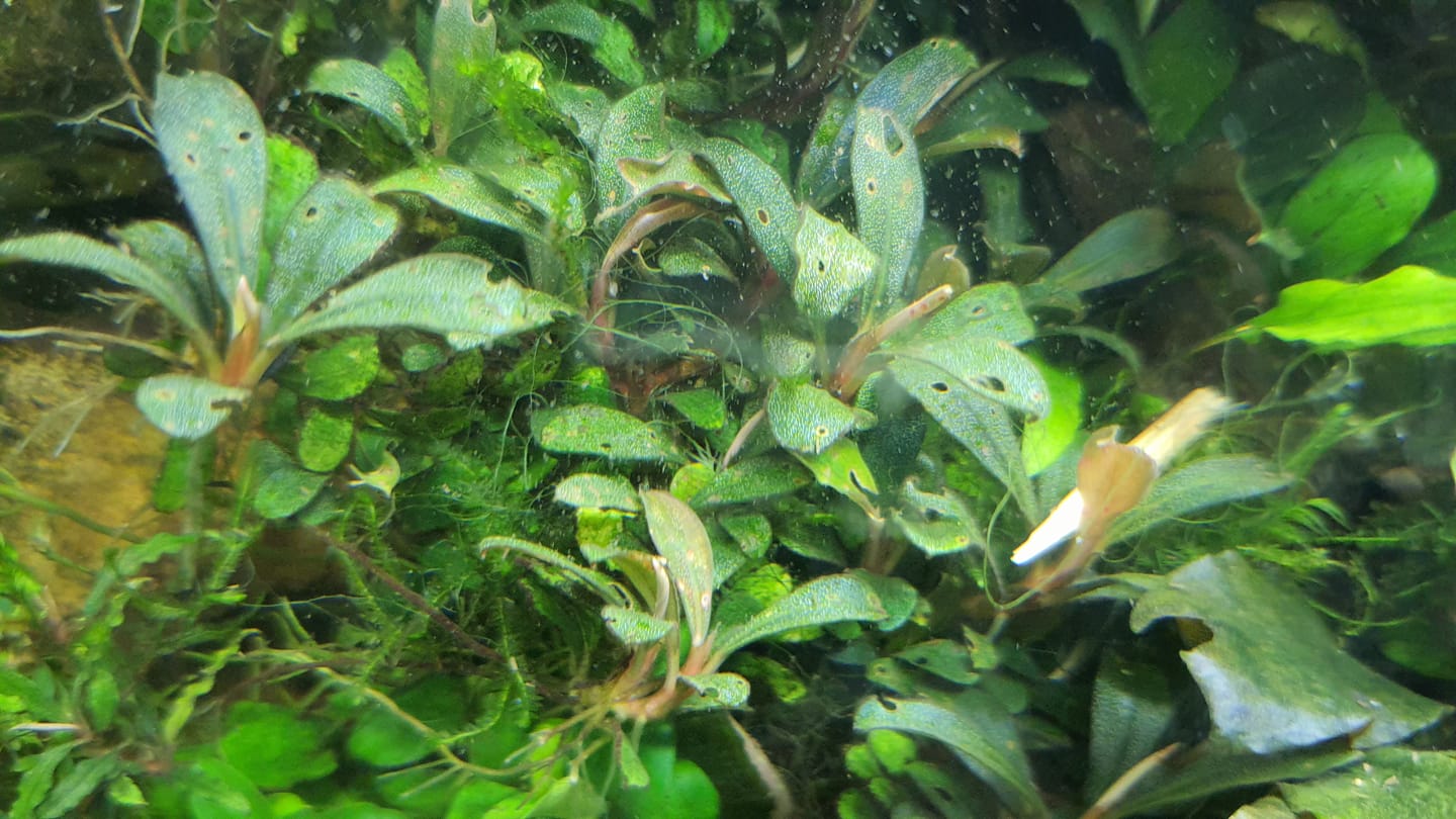 Bucephalandra sp. ketapang No.80 Bucephalandra spp from Indonesian