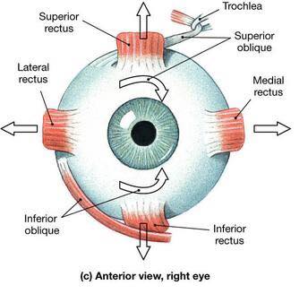 New client was in a bike accident... - NeuroKinetic Therapy