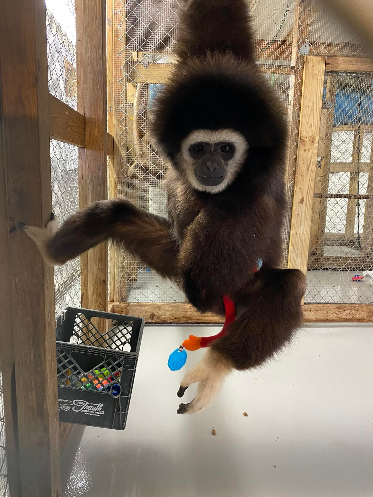 American Primate... - American Primate Educational Sanctuary