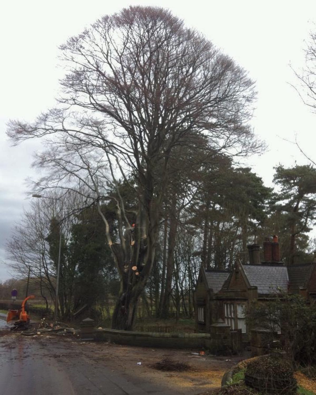 Who remembers the old beech tree... - Bank Hall, Bretherton | Facebook