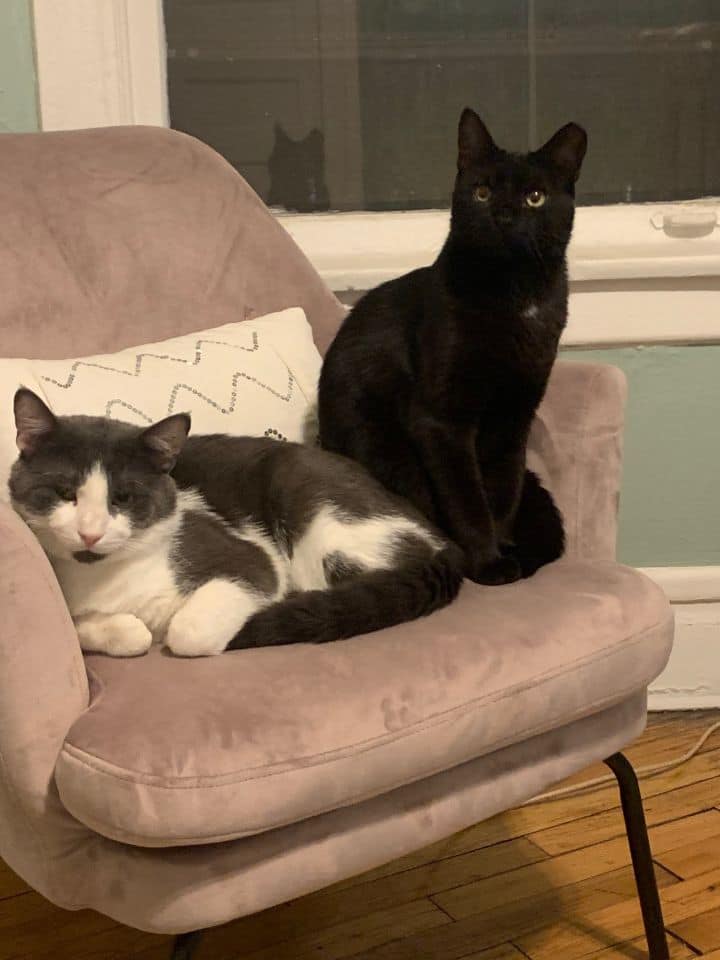 Meet Reno and Styles Reno is as... - Chicago Cat Rescue | Facebook