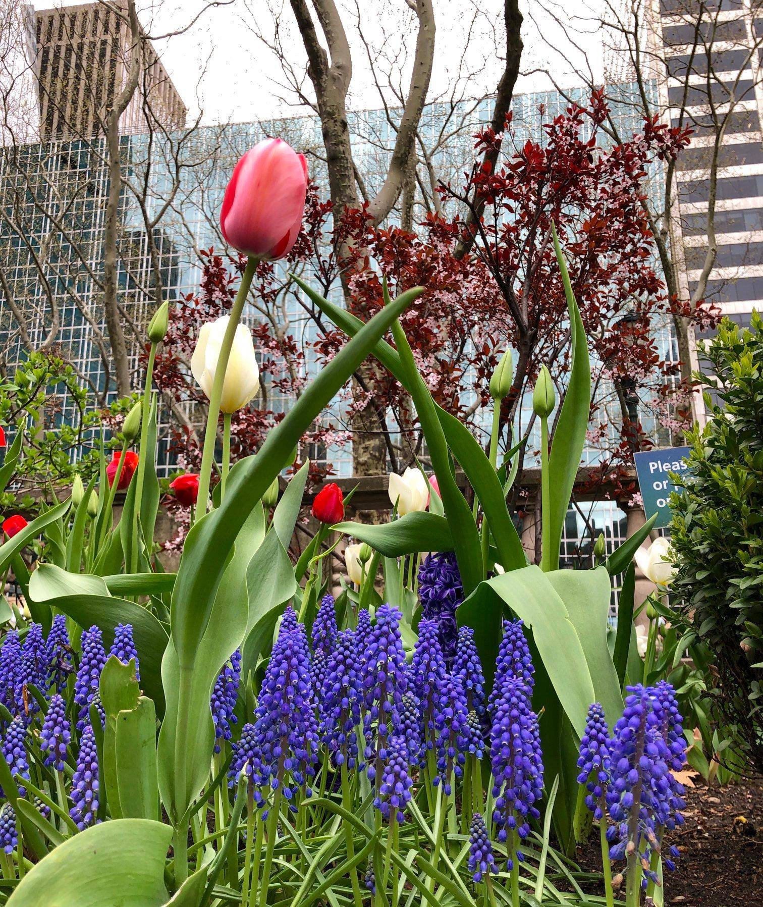 Bryant Park - 🌷 Can you name the flowers in this photo?...