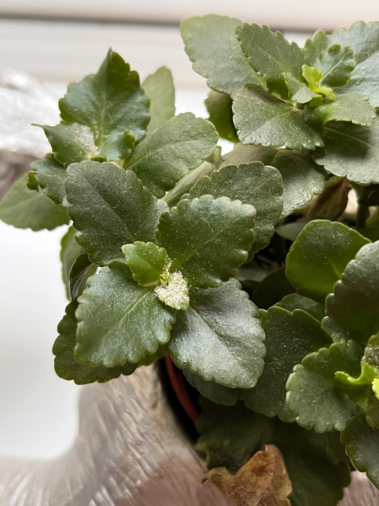What is the white fuzz on my plant?