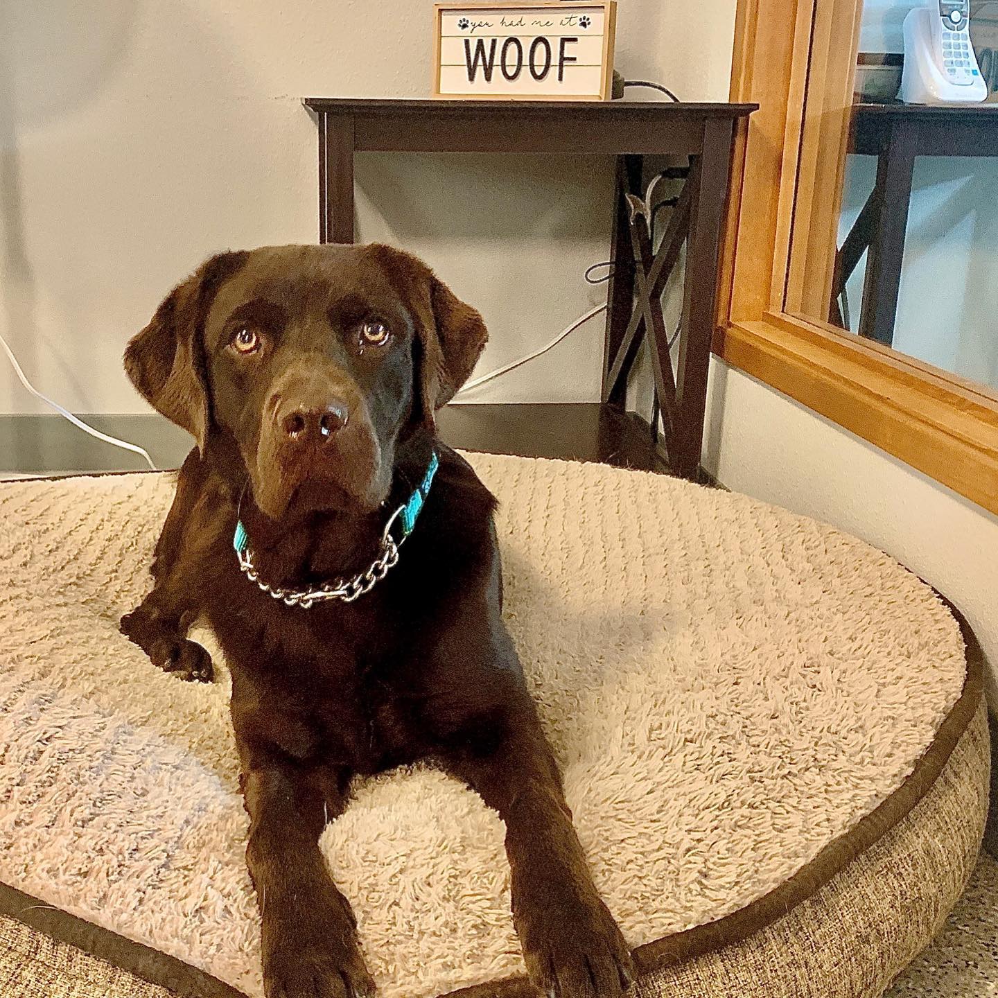 Welcome to DBL, Ganache! Ganache... - Dogs for Better Lives | Facebook