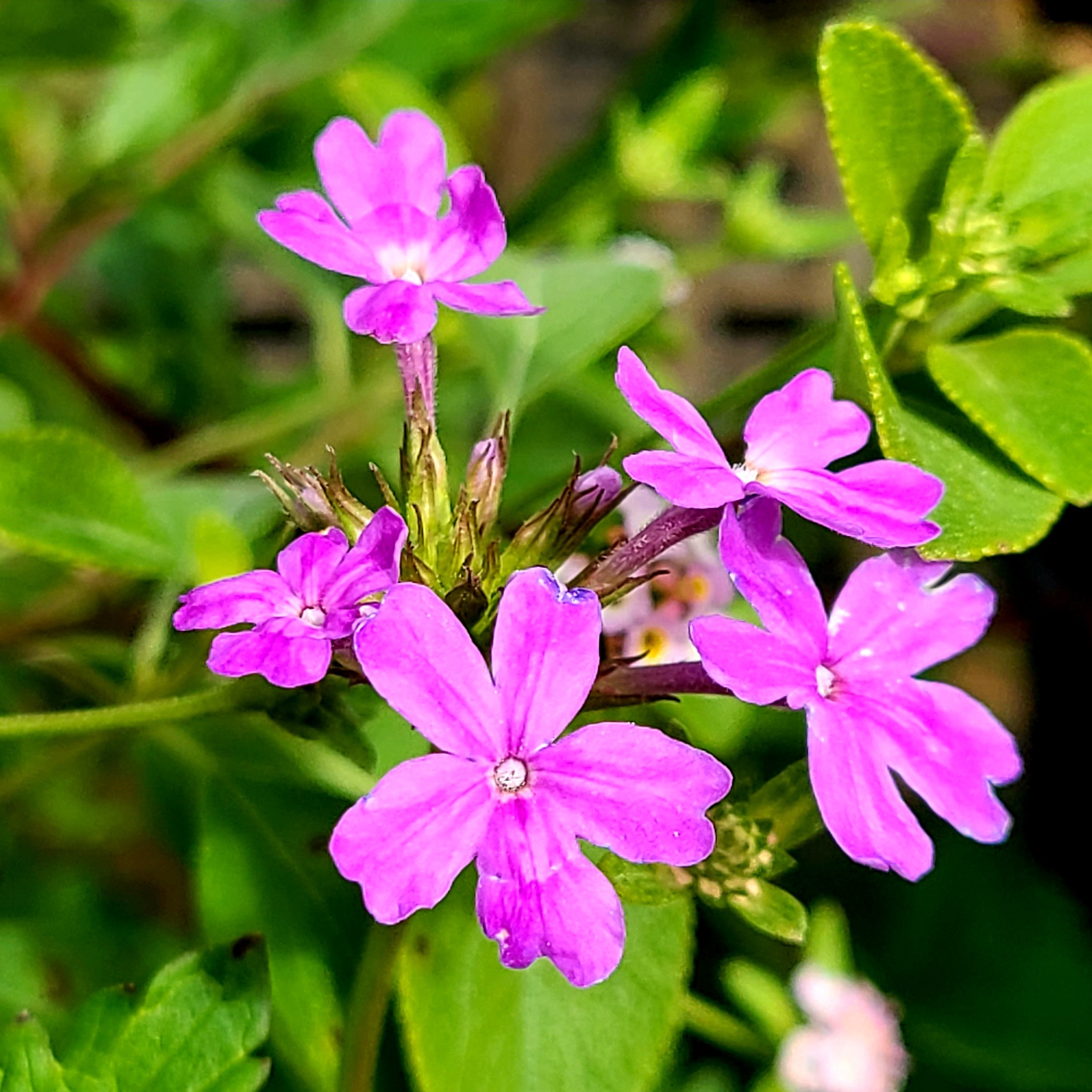 Varnishleaf shrub in Florida
