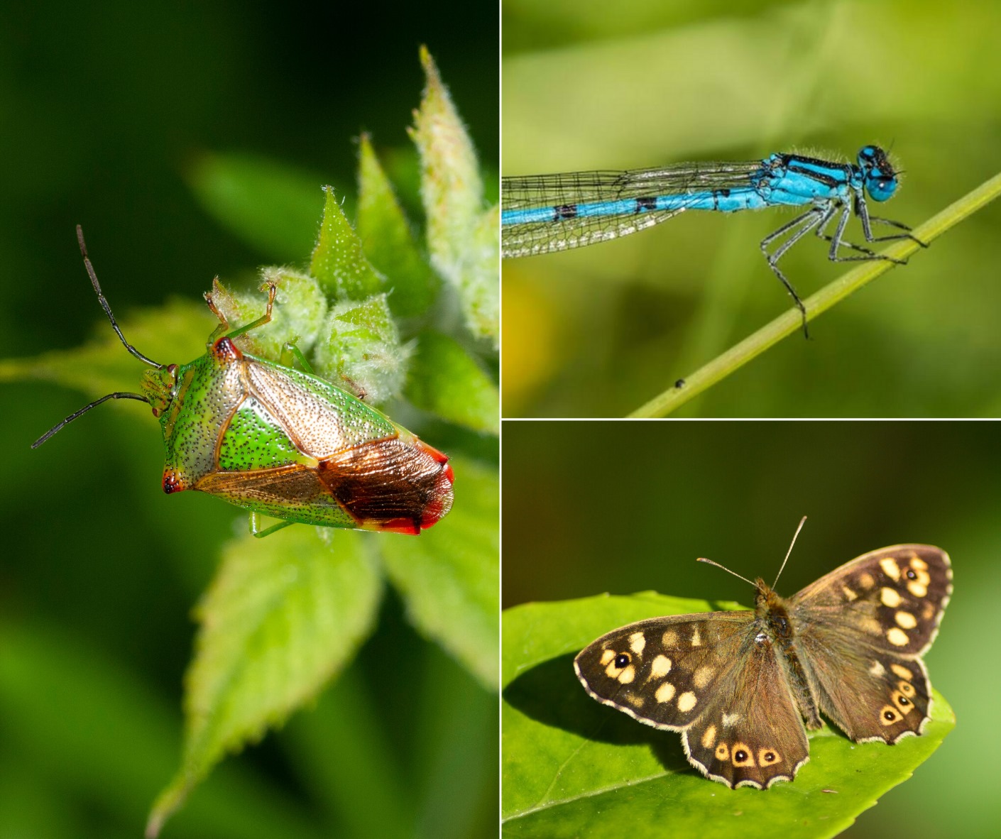 Wirral Wildlife - Help with identifying insects for... | Facebook