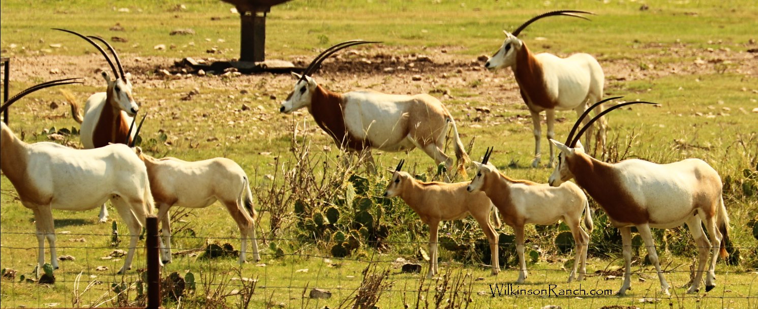 Wilkinson Ranch - Here are some of our Scimitar-horned...