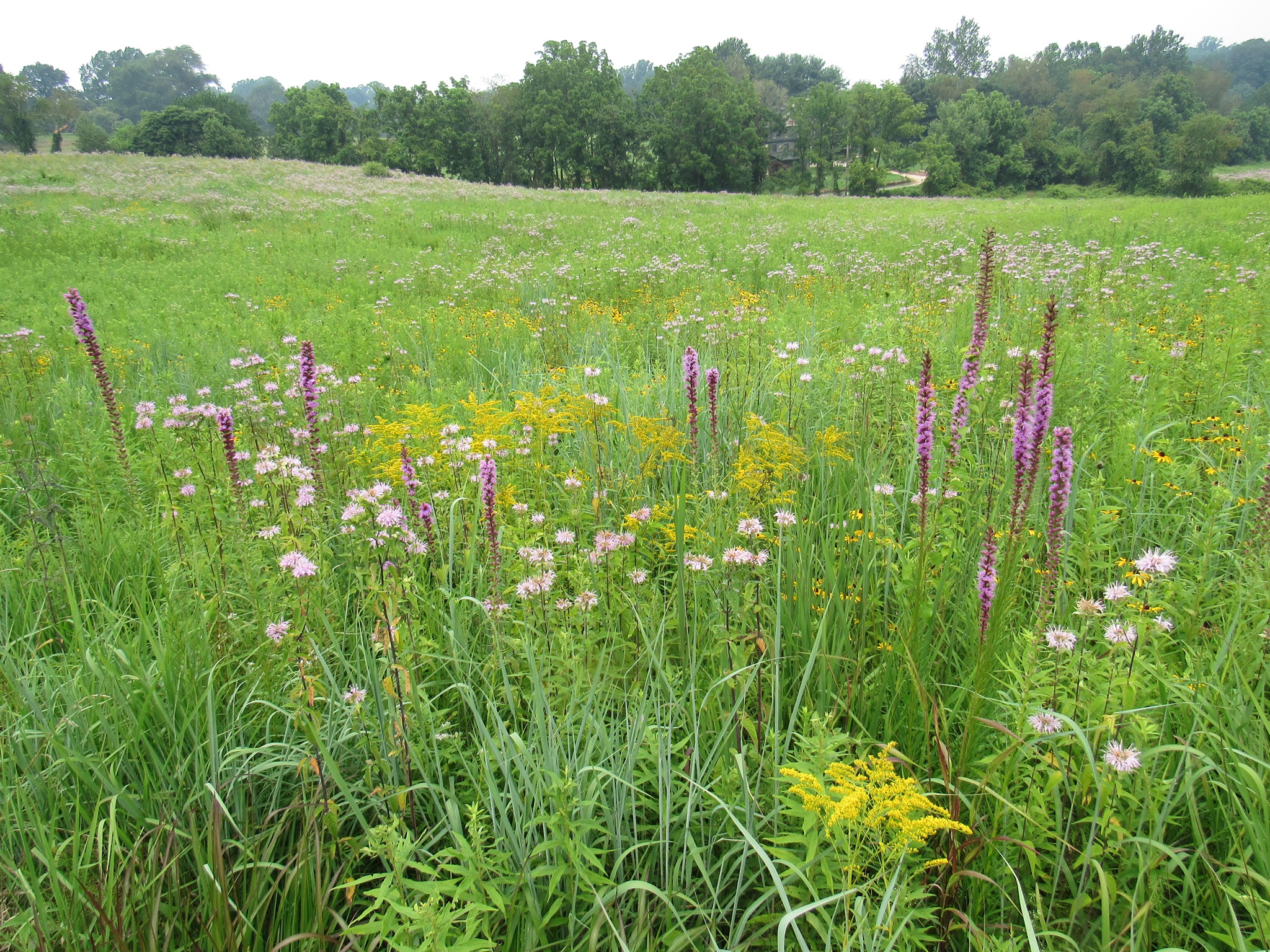 The restored native meadows at... - Delaware Nature Society