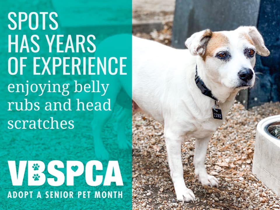 The best things come in smaller... - Virginia Beach SPCA