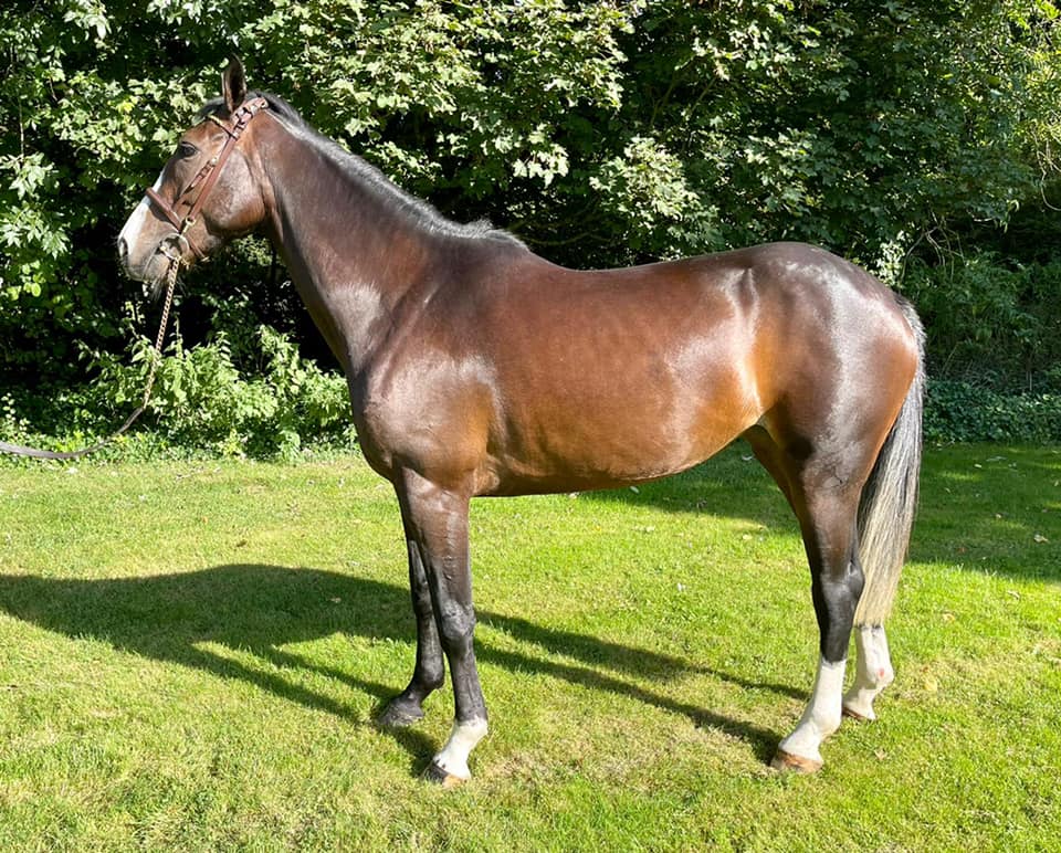 CALLAHO AUCTION 2013: 1st JUNE 2013 TRY-OUT DATES: 3 - 7 April