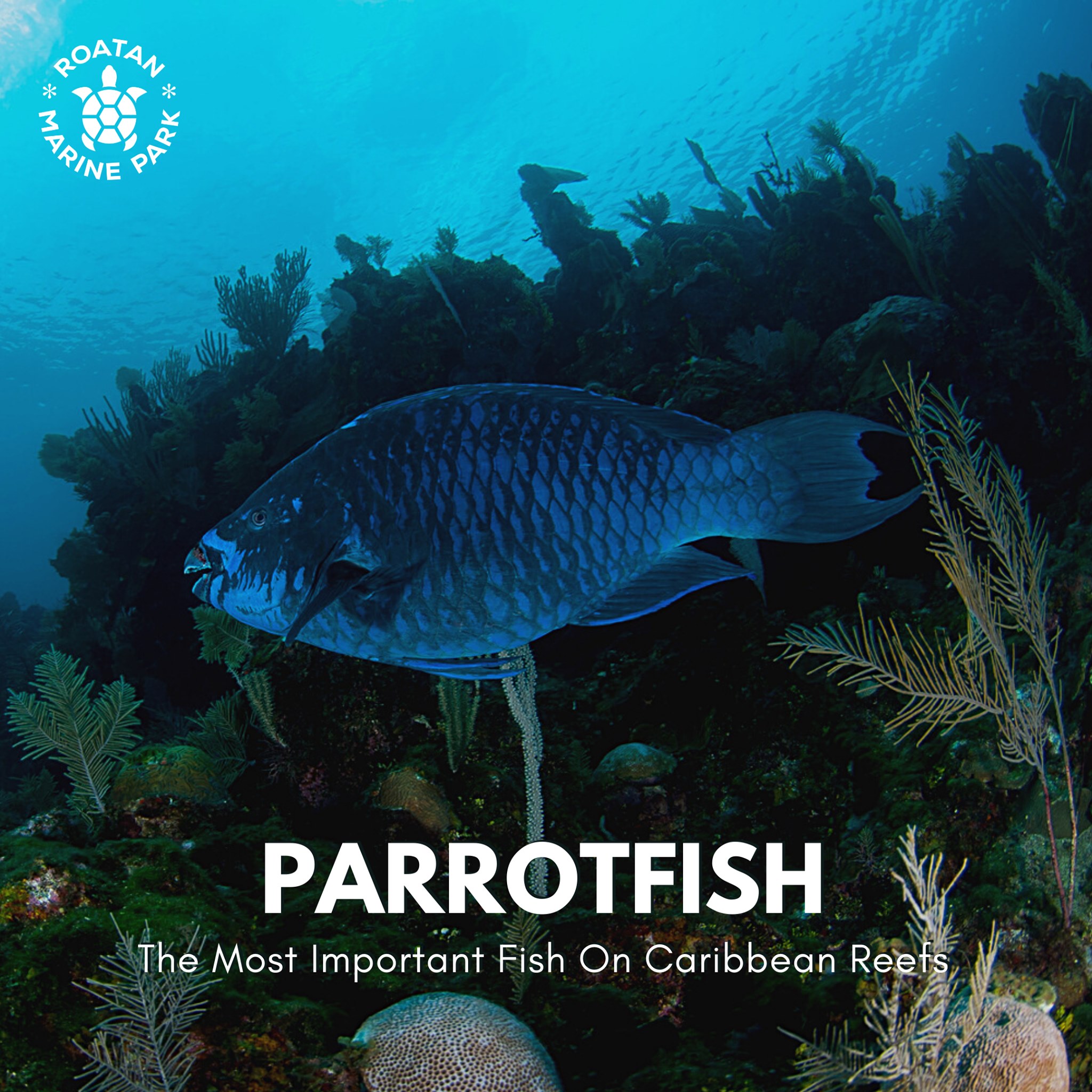 Parrotfish are the brightly colored,... - Roatan Marine Park | Facebook
