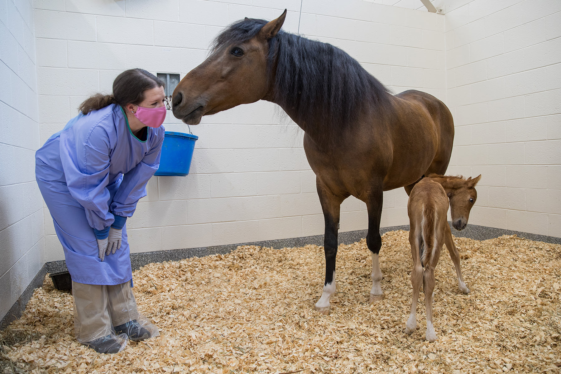 Virginia-Maryland College of Veterinary Medicine - On Saturday, March ...