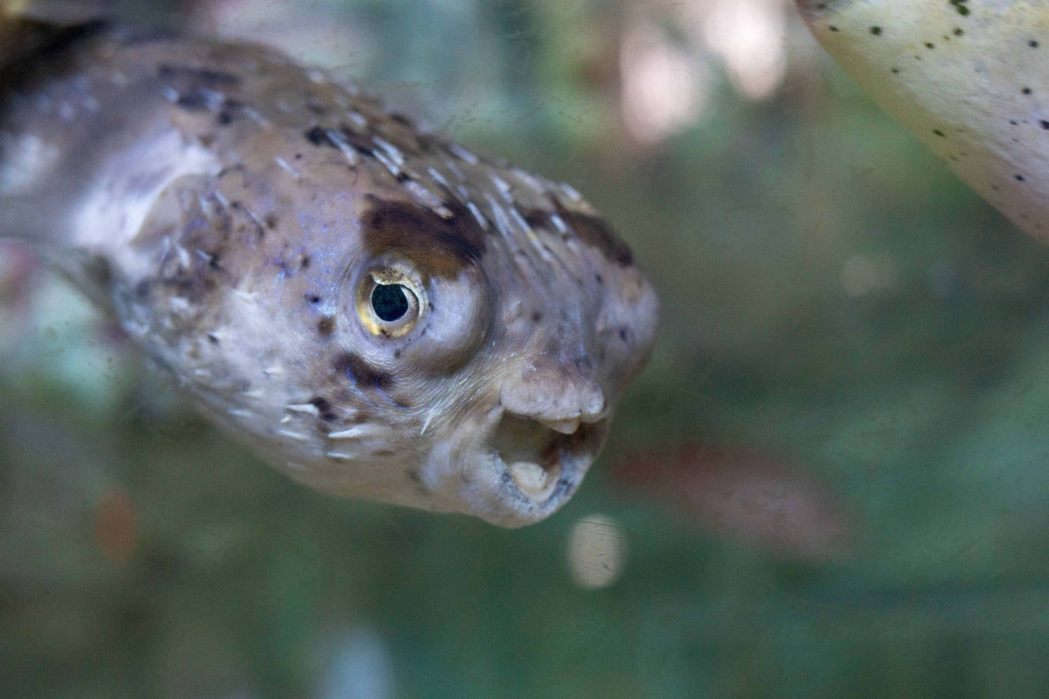 Ripley's Aquarium of Myrtle Beach - This deflated pufferfish spends its ...