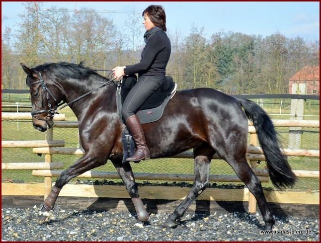 Christ Iberica Plus Treeless Fur... - Action Rider Tack | Facebook