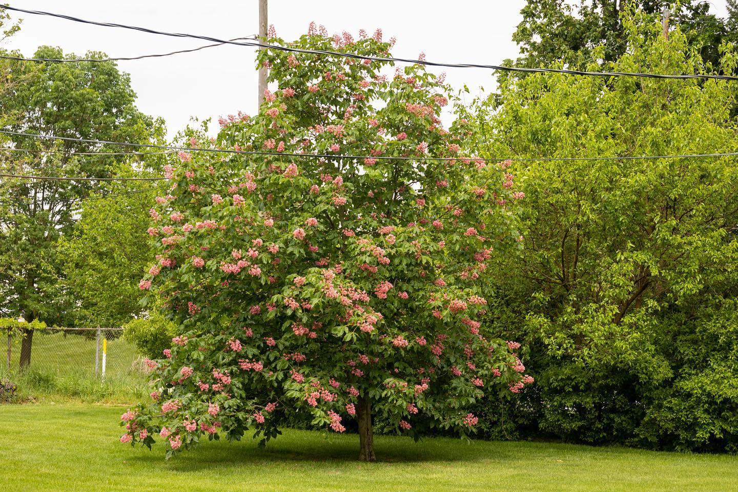 Red horse-chestnut! (Aesculus x... - Russell Tree Experts | Facebook