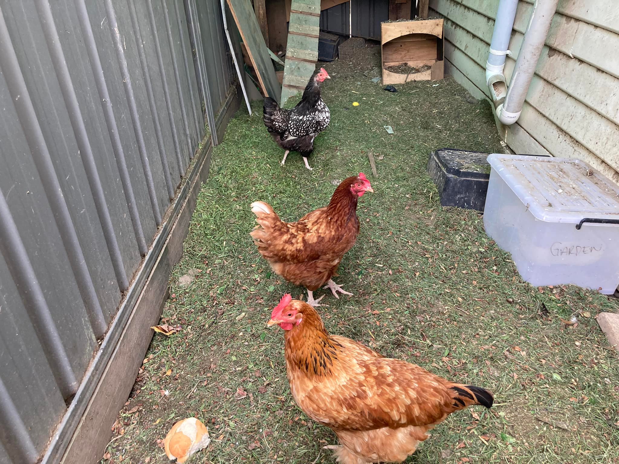 Chicken Coop Ideas & Everything Backyard Chicken | Hello, I'm Alexia ...