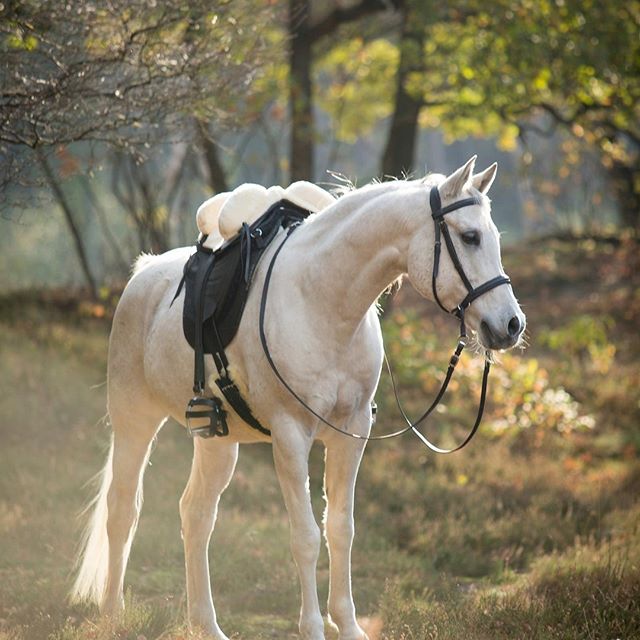 The Barefoot Soft Walk Treeless... - Action Rider Tack | Facebook