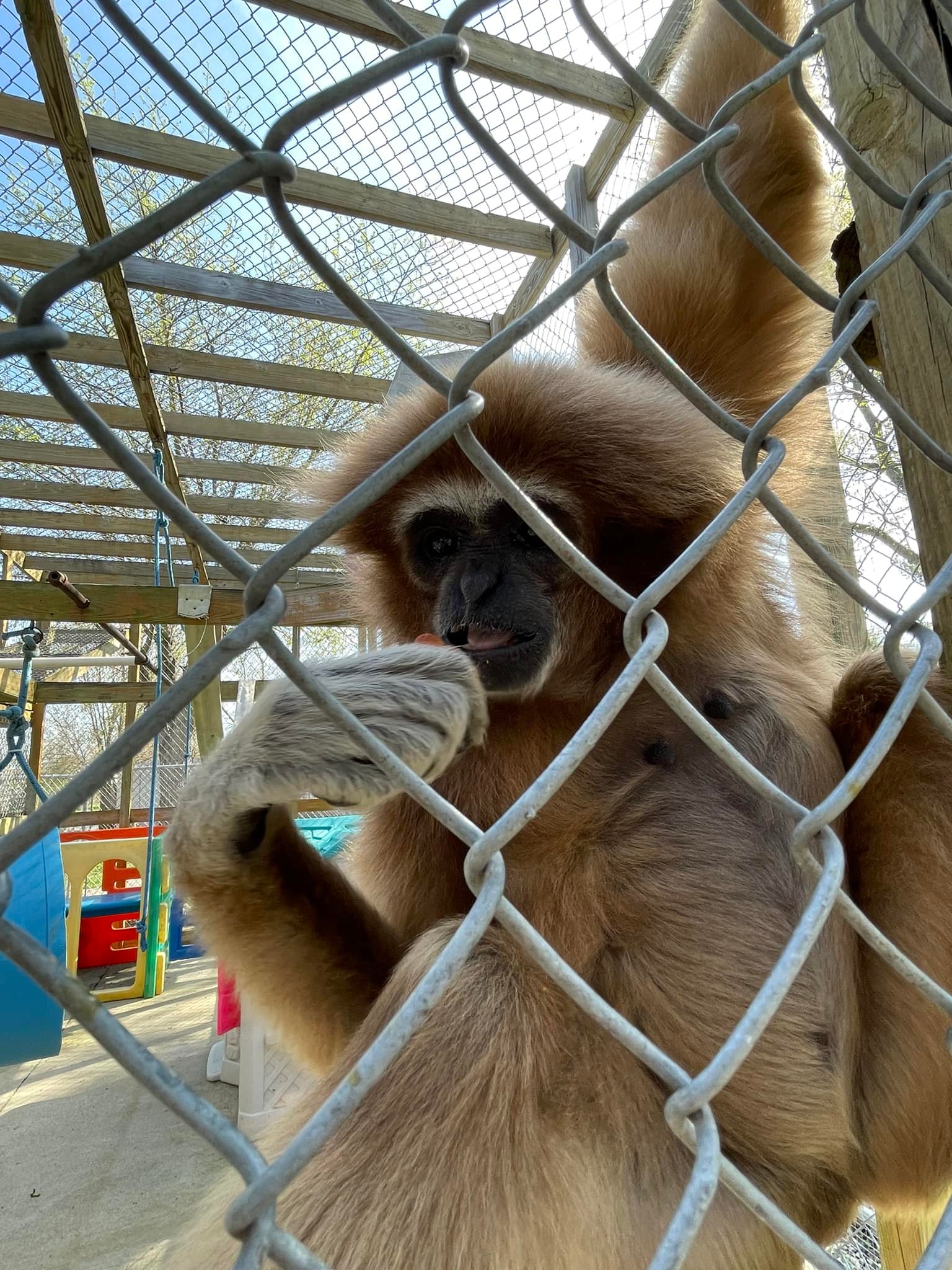 American Primate... - American Primate Educational Sanctuary