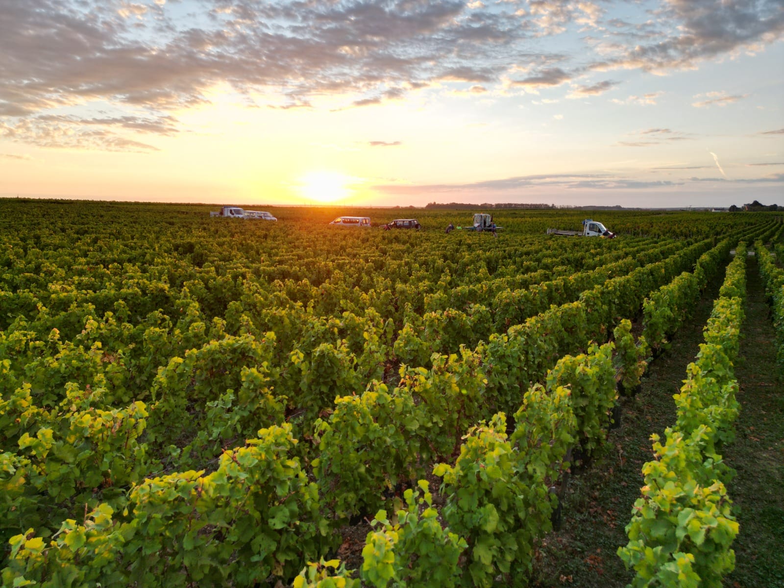 DOMAINE HENRI GOUGES