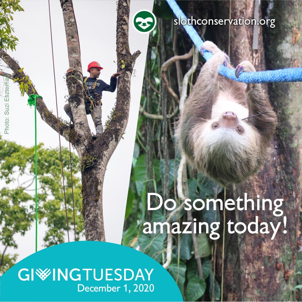 The Sloth Conservation Foundation - This year we have installed 45 ...