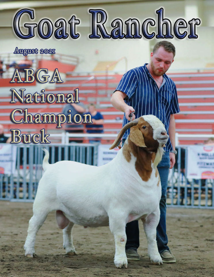 What a meaty animal look at the... - Gold Star Goat Stud