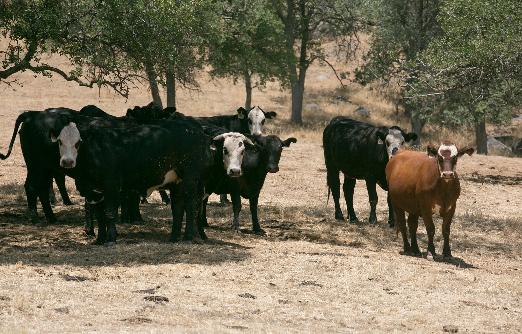 California Farm Bureau - Forage availability remains fundamental to ...