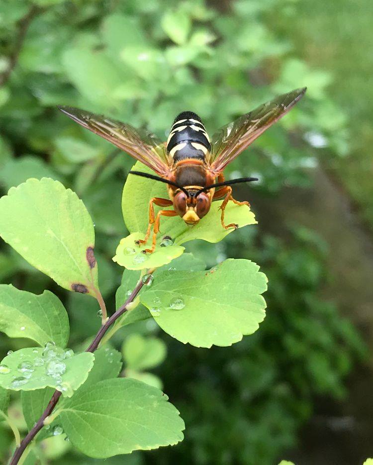 Morris Arboretum... - Chestnut Hill Community Association | Facebook