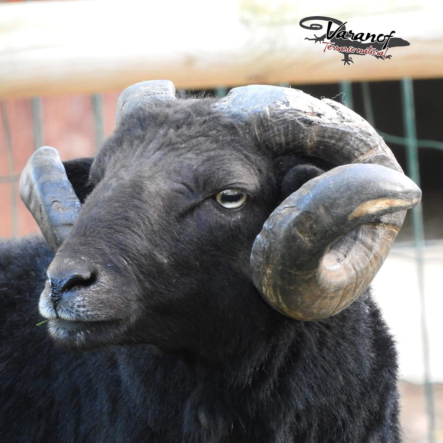 Antonio - Carnero de oveja enana, u oveja raza Ouessant (Ovis ...
