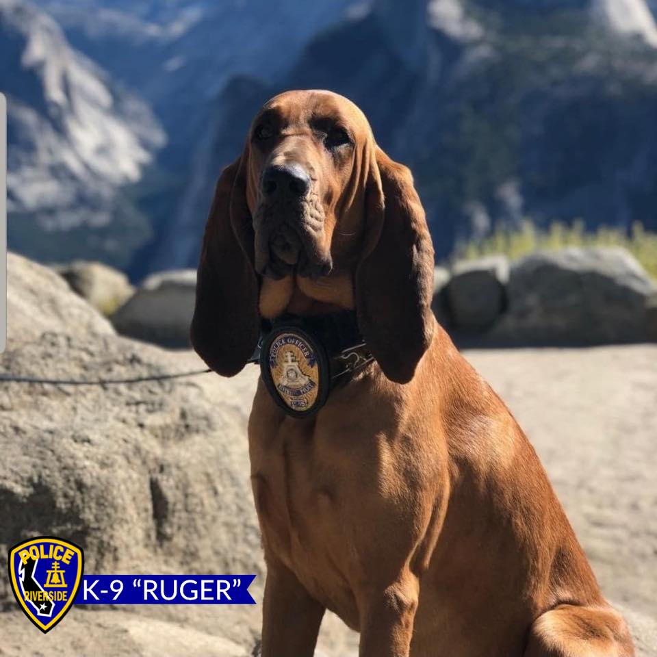 Riverside Police Department - NEWEST MEMBER OF THE K-9 TEAM Our ...