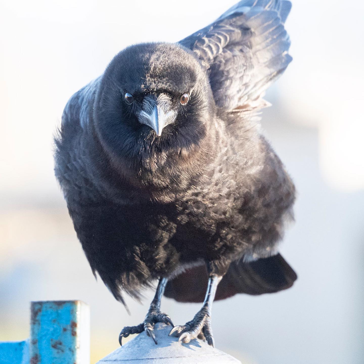 June - Chip is the smallest of Mabel’s multi-generation crow family ...