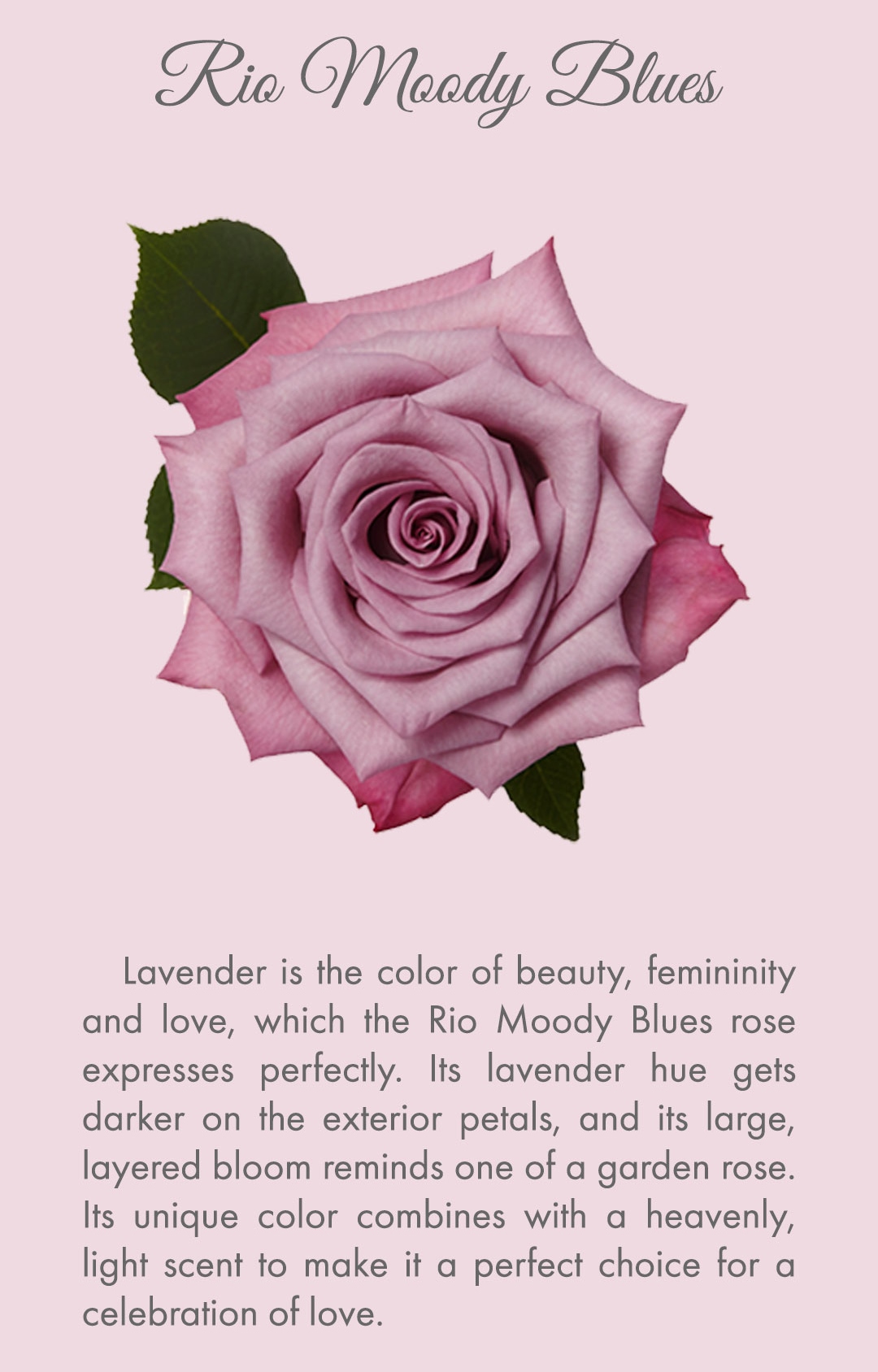 Rio Roses - The world’s oldest living rose is located in...