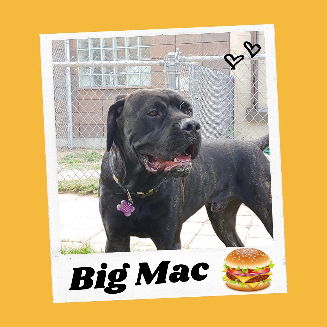 ☎️In... - MaxFund No-Kill Animal Shelter and Adoption Center