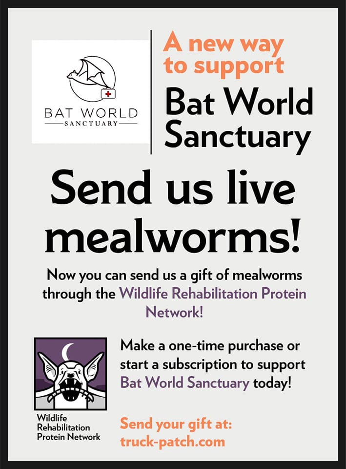 Bat - Want to help feed our rescued bats? You can now send us mealworms ...