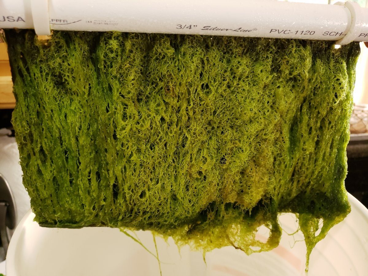Algal Turf Scrubber