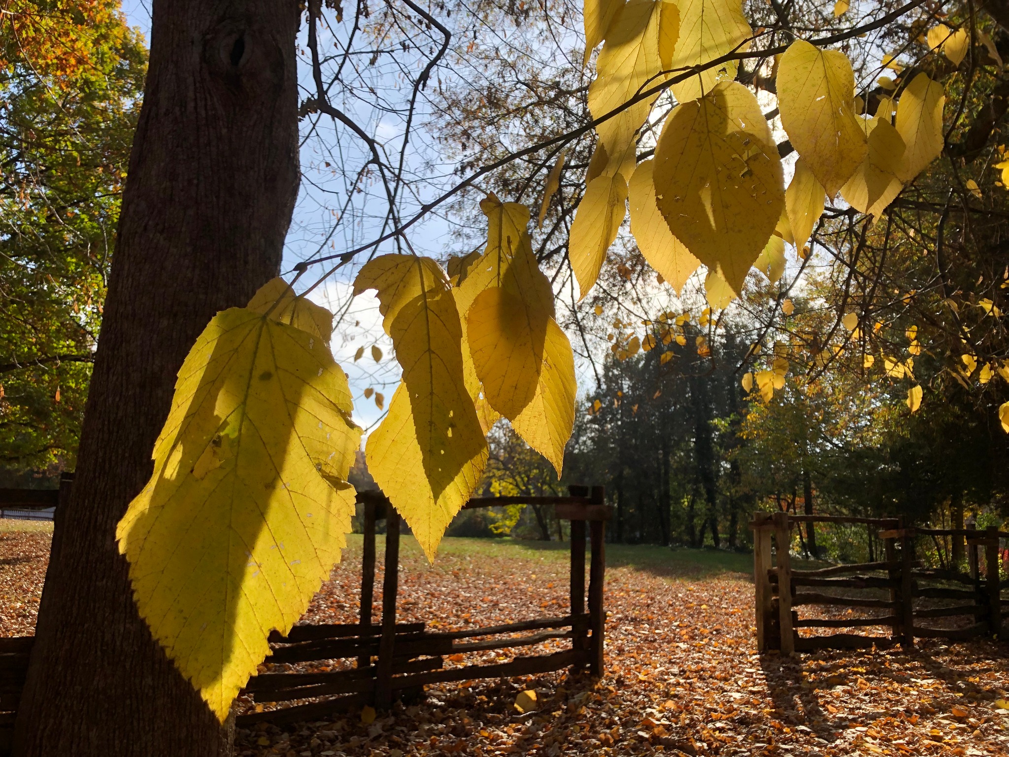 Fall is a great time of year... - Old Salem Museums & Gardens