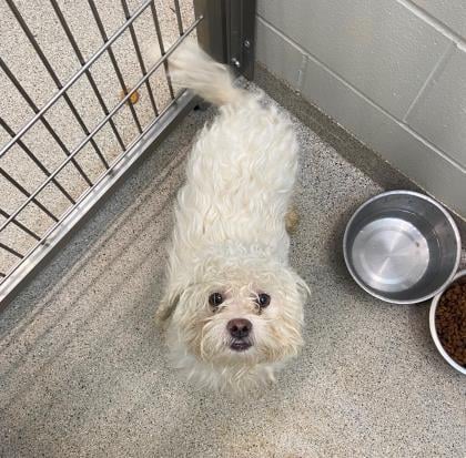Tri-County Humane Society - Stray dog 